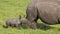Small Baby White Rhino