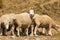 Small baby wool farm sheep on dry glass