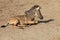 A small baby Zebra - Hippotigris lies on the ground