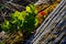 Small backlit salal bush grows out of an old driftwood log