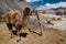 Small Bactrian camel standing on the desert