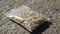 A small bag of sawdust and maggots. Live bait for fishing. Fly larvae are good bait for catching any fish. Fishing. The topic is