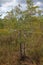 A small bald cypress tree in Everglades National Park, FL.