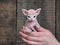 Small bald kitten in the hands of a man