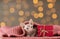 A small, bald kitten, sitting under a pink knitted scarf next to a gift, with golden lights in the background