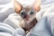 A small bald Sphynx kitten wrapped in a warm white blanket lies on the bed in a bright bedroom, looking at the camera with big