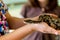 Small Ball Python In A Girl\'s Hands
