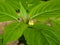 Small balsam or touch-me-not, Impatiens parviflora, flower close-up, selective focus, shallow DOF