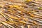 Small bamboo shoots of the drying