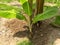 Small banana offshoot ready to transplant to grow barnd new plant