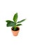 Small banana or truly tiny plant  with green leaves overlab grow straight in plastic brown orange pot on white background isoaled