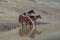 Small band / herd of wild horses drinking at the waterhole in the Pryor Mountains Wild Horse Range in Montana