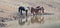 Small band / herd of wild horses drinking at the waterhole in the Pryor Mountains Wild Horse Range in Montana USA