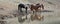 Small band / herd of wild horses drinking at the waterhole in the Pryor Mountains Wild Horse Range in Montana USA