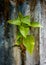 small banyan tree is growing on the wall