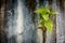 small banyan tree is growing on the wall