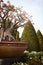 Small baobab bonsai in a tropical English garden