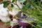 Small Barbados bullfinch or loxigilla barbadensis bird sitting outdoors