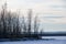 Small Bare Winter Trees by a Frozen Lake
