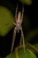 Small Bark Hunter Spider