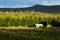 A small barn in front of taiga forest on the hillside of Northern Finland