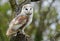 Small Barn Owl perched in a tree staring ahead
