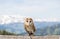 A small barn owl (Tyto alba)