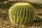 Small barrel cactus with green ridge texture and yellow spikes on exterior with gravel and shade on ground nearby