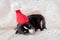 Small basenji puppy with cristmas decoration