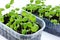 Small basil plants growing in plastic tray with soil