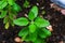 Small basil tree green leaves growing from abundant soil in pot. freshness organic mint foliage plant herbal in oudoor garden. no