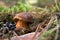 A small bay bolete with a thick stem in a forest.