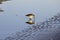 Small beach bird reflection, sand and water