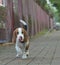 Small Beagle dog puppy walking with long tongue