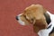 Small Beagle dog on red background look in left side