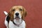 Small Beagle dog on red background looking up