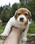 A small beagle puppy is sitting on his hand