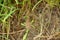 The small beautiful brown butterfly hold on grass plant