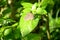 The small beautiful brown butterfly hold on grass plant