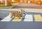 Small beautiful Corgi dog crosses an asphalt road on leash on a pedestrian crosswalk in the city