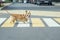 Small beautiful Corgi dog crosses an asphalt road on pedestrian crosswalk in the city