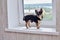 A small beautiful dog of the Chihuahua breed sits alone on a white windowsill by the window. Day. Chihuahua dog