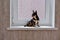 A small beautiful dog of the Chihuahua breed sits alone on a white windowsill by the window. Day. Chihuahua dog