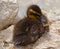A small beautiful duckling