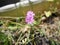 Small beautiful flower Petrorhagia prolifera