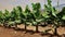 Small beautiful and healthy banana trees in a typical commercial plantation in Tenerife