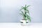 Small beautiful houseplant dracaena in a flowerpot on a white-gray background. Concept of care and cultivation of indoor home