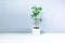 Small beautiful houseplant dwarf ficus Benjamin in an white small flowerpot on white-gray background