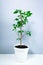 Small beautiful houseplant dwarf ficus Benjamin in an white small flowerpot on white-gray background