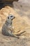 Small, beautiful meerkat